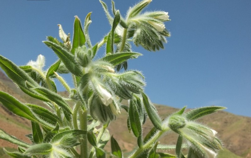 Onosma sulaimaniaca