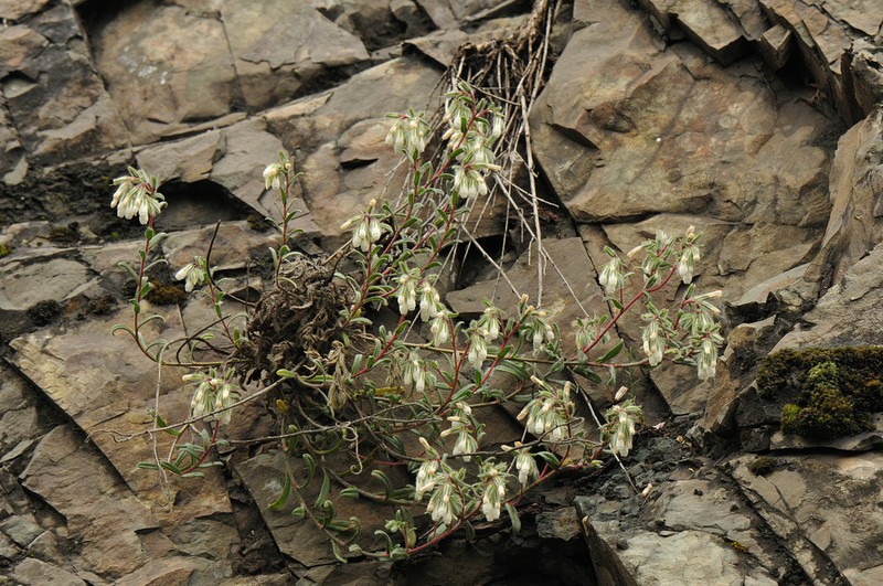 Onosma tenuiflora
