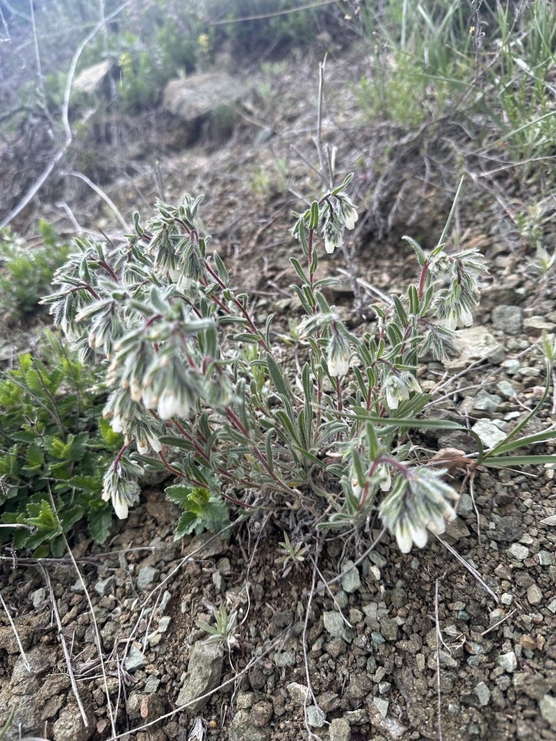 Onosma tenuiflora photo 2