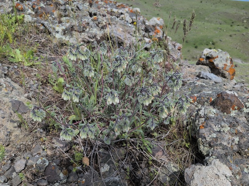 Onosma tenuiflora photo 3