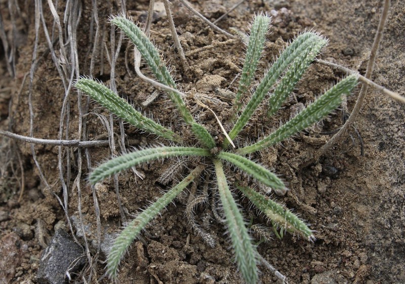 Onosma tenuiflora photo 4