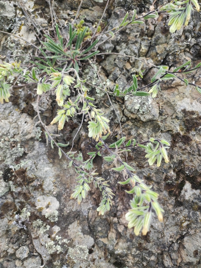 Onosma tenuiflora photo 5
