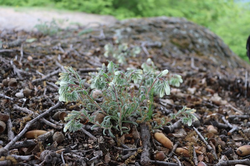 Onosma tenuiflora photo 6