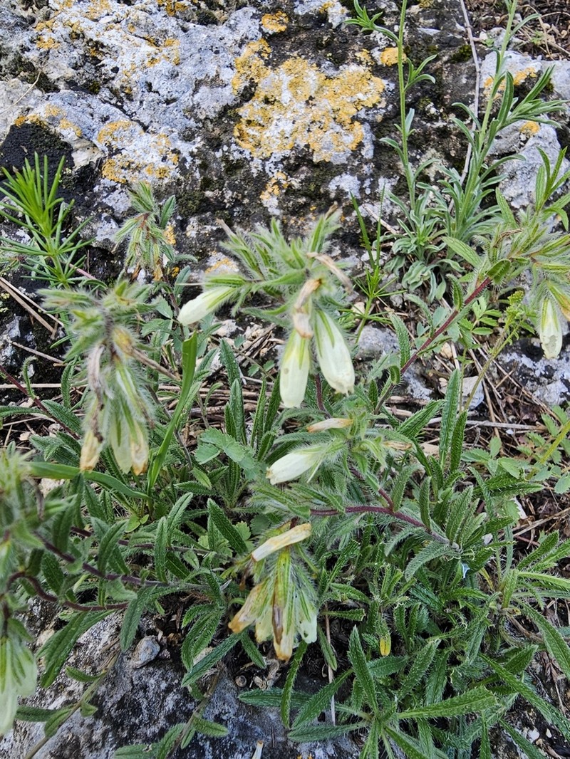 Onosma tenuiflora photo 7