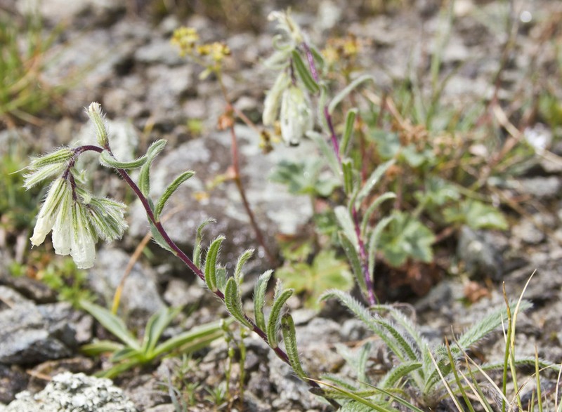 Onosma tenuiflora photo 8