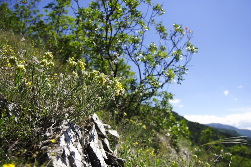 Onosma thracica photo 2