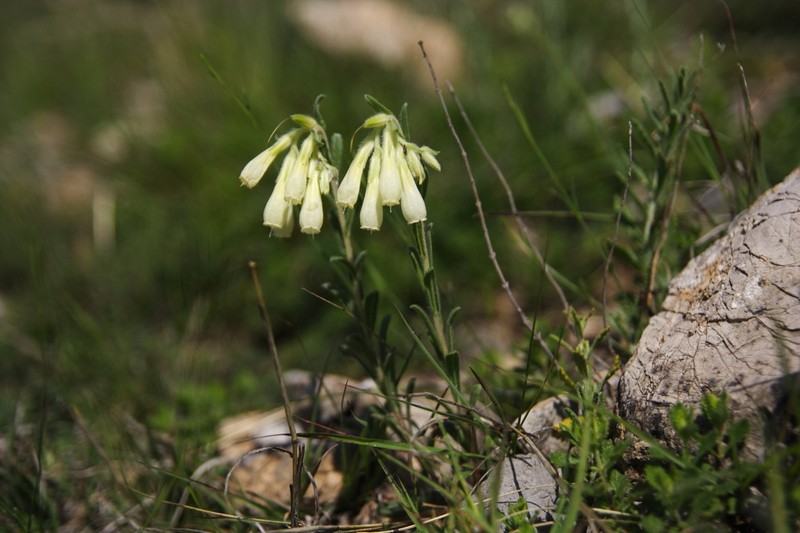 Onosma thracica photo 3