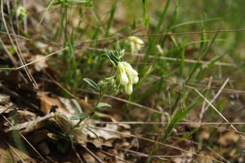 Onosma thracica photo 4