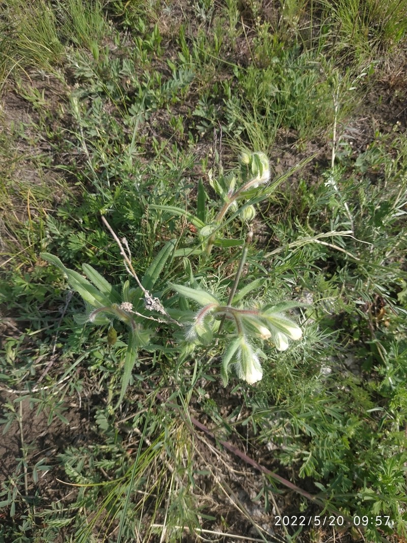 Onosma tinctoria