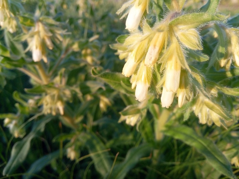 Onosma tinctoria photo 2