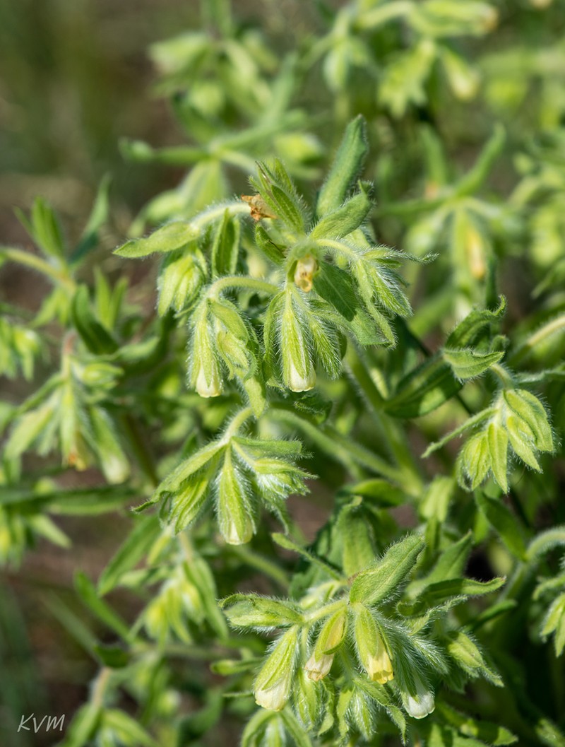 Onosma tinctoria photo 3