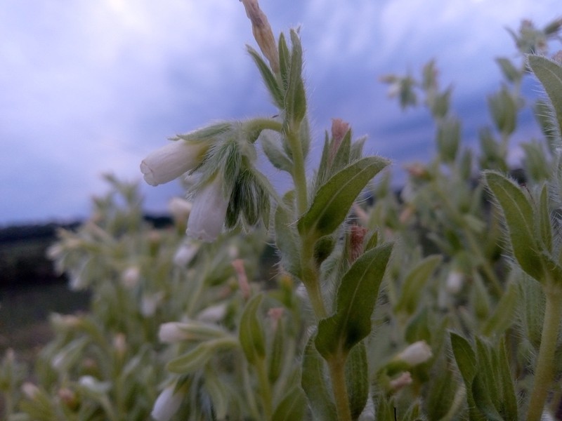 Onosma tinctoria photo 5