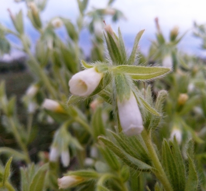 Onosma tinctoria photo 6