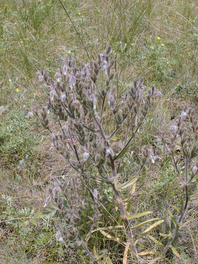Onosma tinctoria photo 8