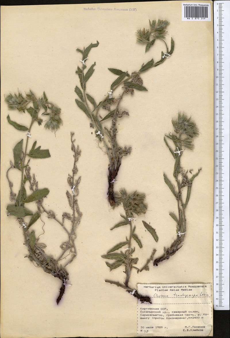 Onosma trachycarpa