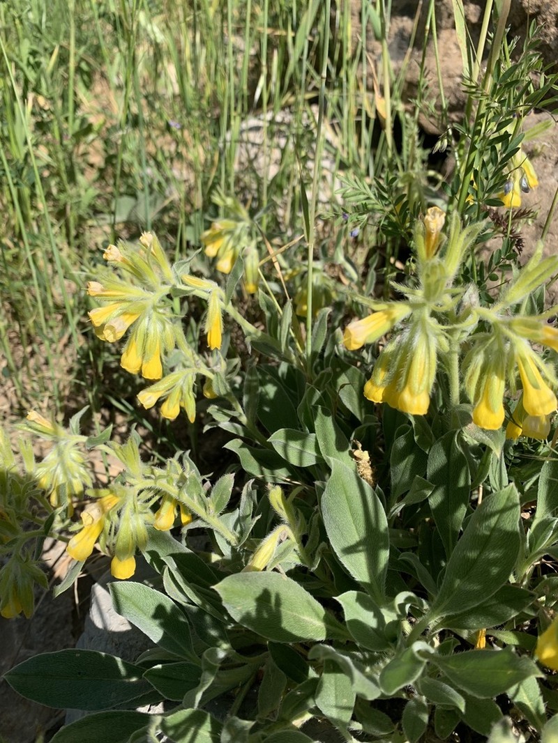 Onosma trachytricha