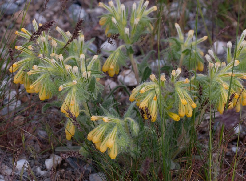 Onosma trachytricha photo 2