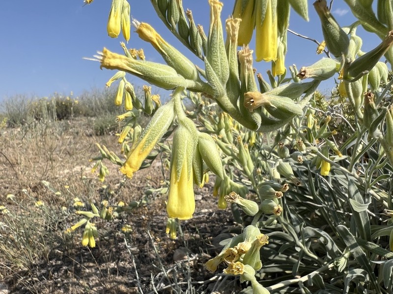 Onosma trachytricha photo 3