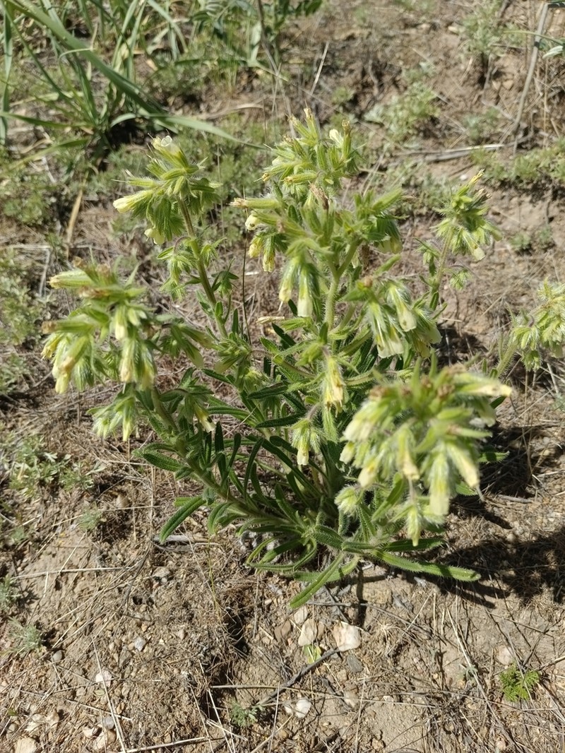 Onosma transrhymnensis