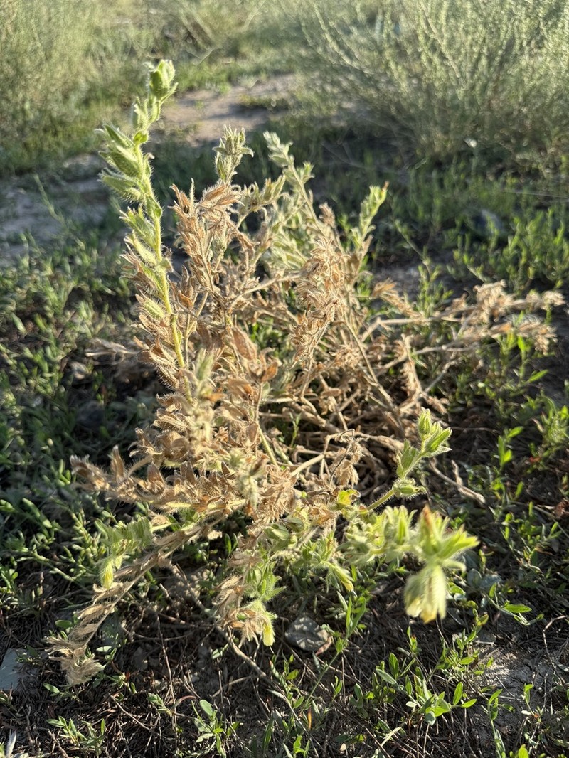 Onosma transrhymnensis photo 2