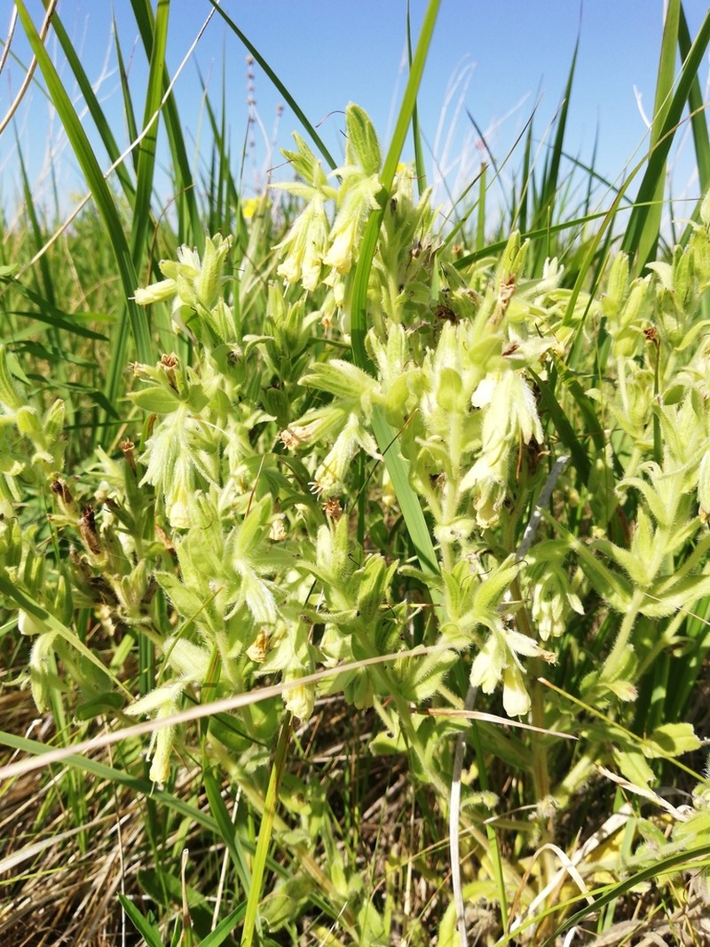 Onosma transrhymnensis photo 3