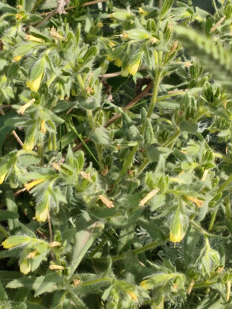 Onosma transrhymnensis photo 4
