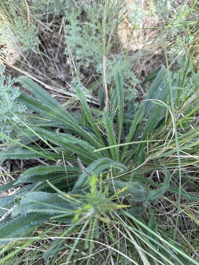 Onosma transrhymnensis photo 5