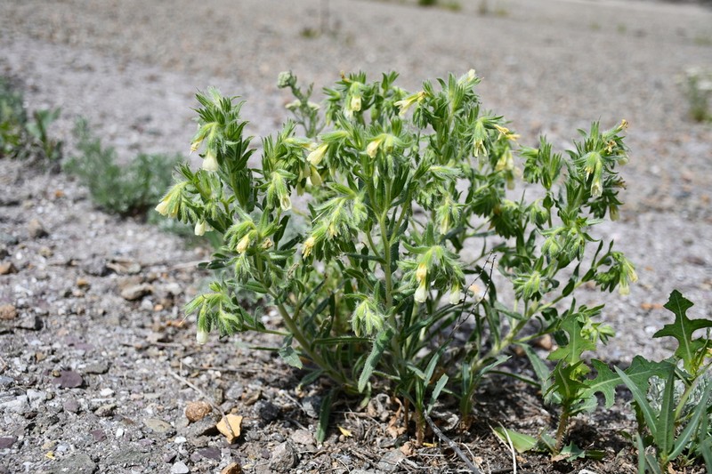 Onosma transrhymnensis photo 6