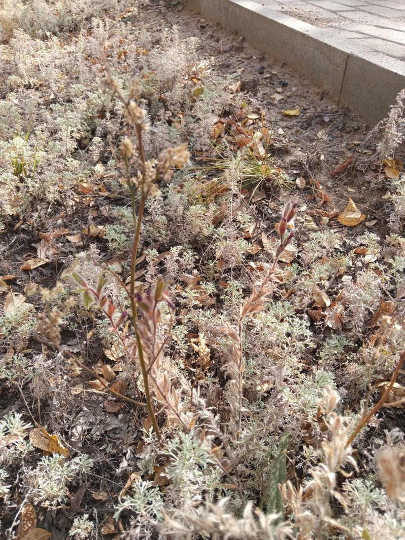 Onosma transrhymnensis photo 7