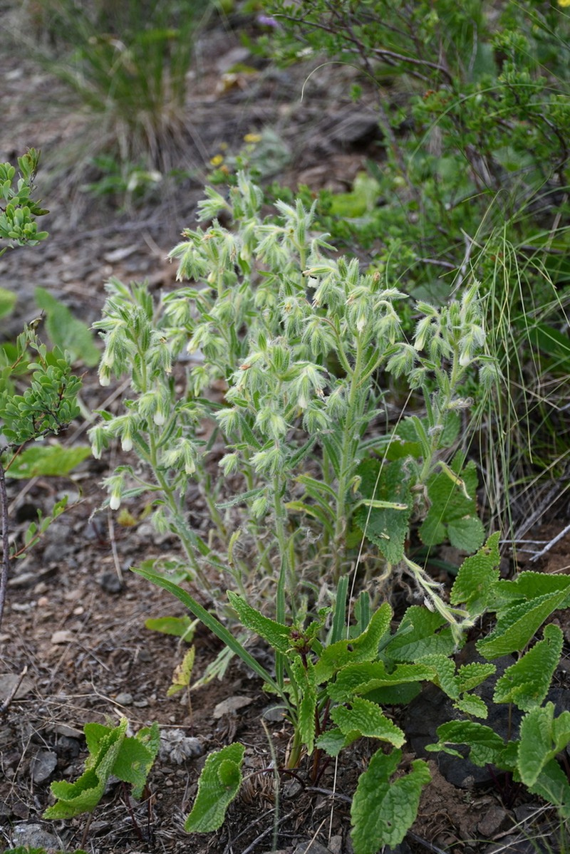 Onosma transrhymnensis photo 8