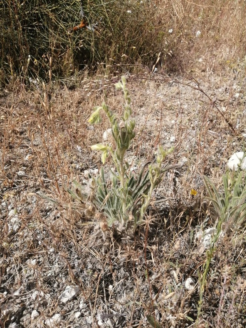 Onosma tricerosperma