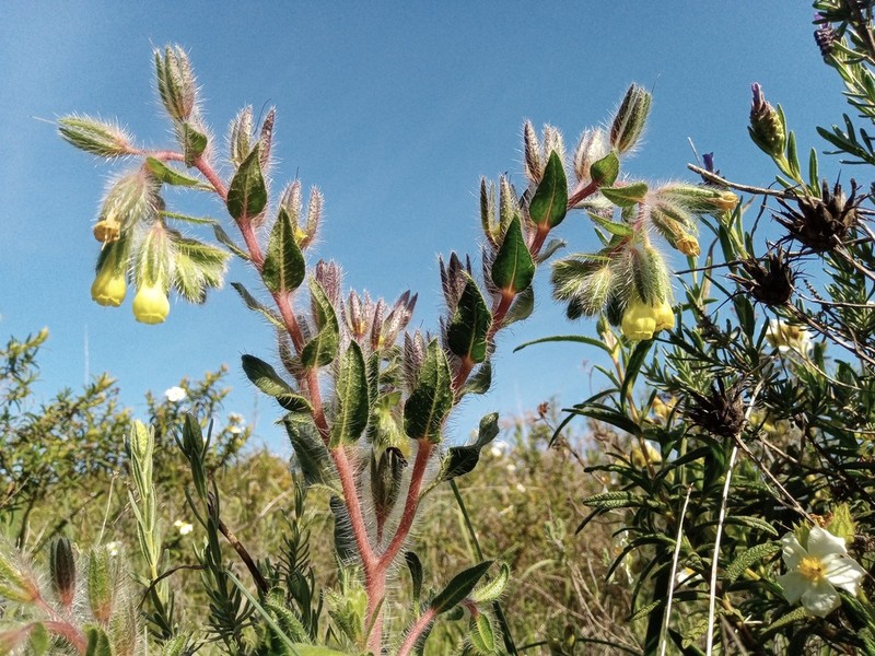 Onosma tricerosperma photo 2