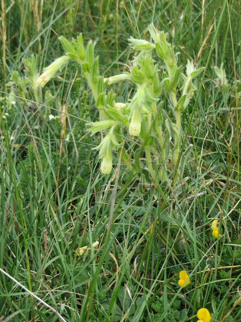 Onosma tricerosperma photo 3