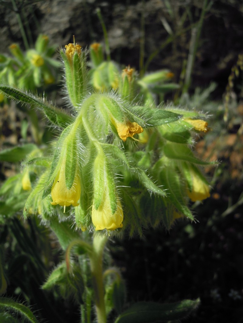 Onosma tricerosperma photo 4