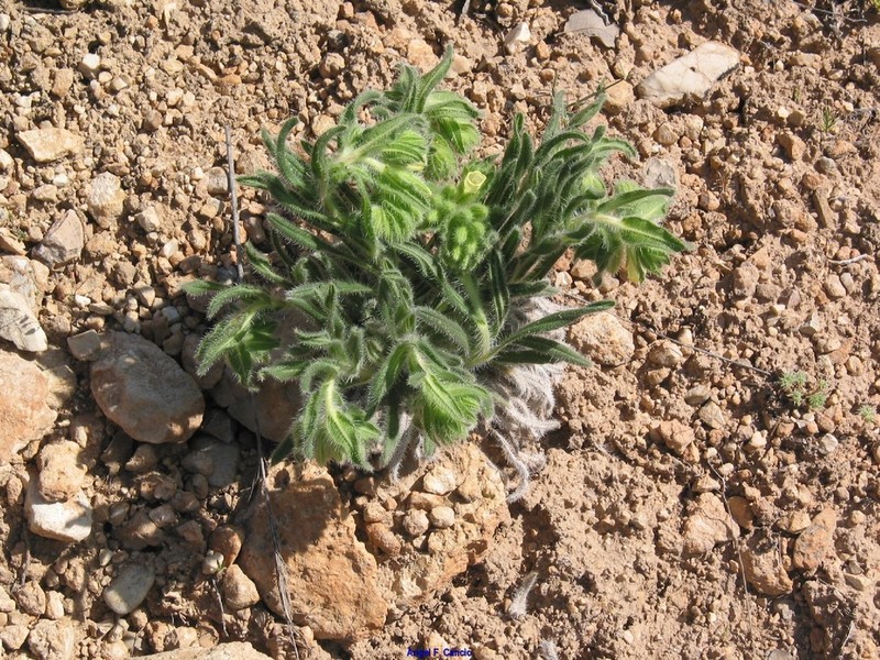 Onosma tricerosperma photo 5