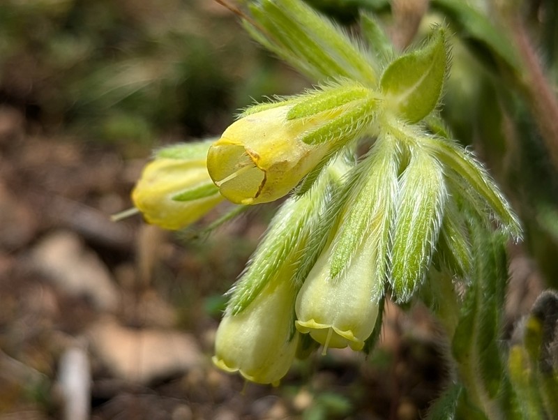 Onosma tricerosperma photo 6