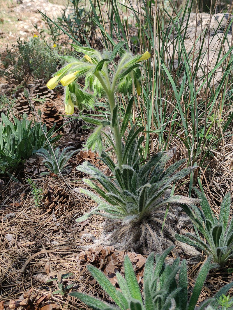 Onosma tricerosperma photo 7