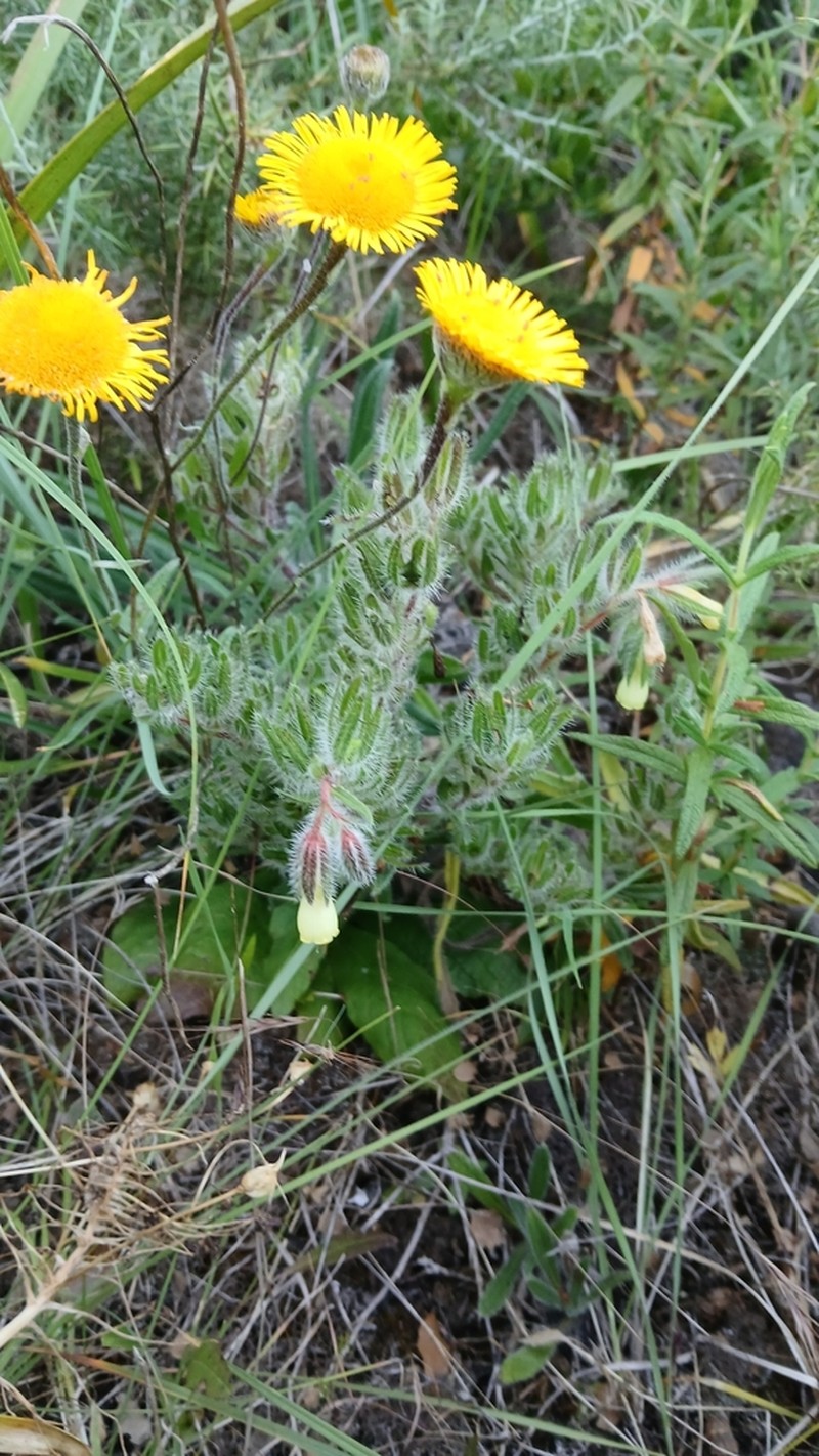 Onosma tricerosperma photo 8