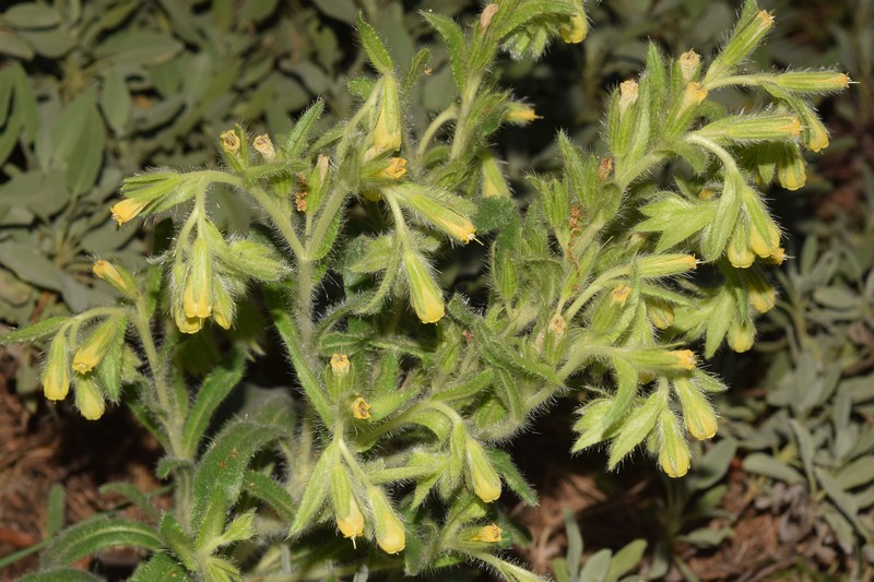 Onosma tricerosperma subsp. tricerosperma