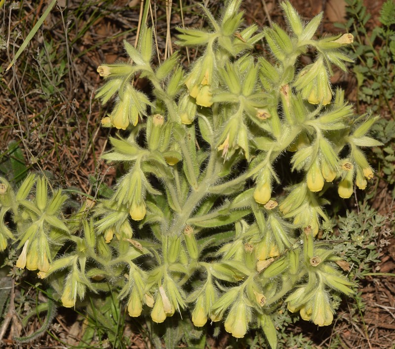 Onosma tricerosperma subsp. tricerosperma photo 2