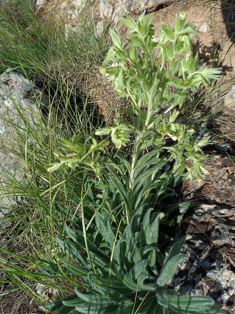 Onosma tricerosperma subsp. tricerosperma photo 3
