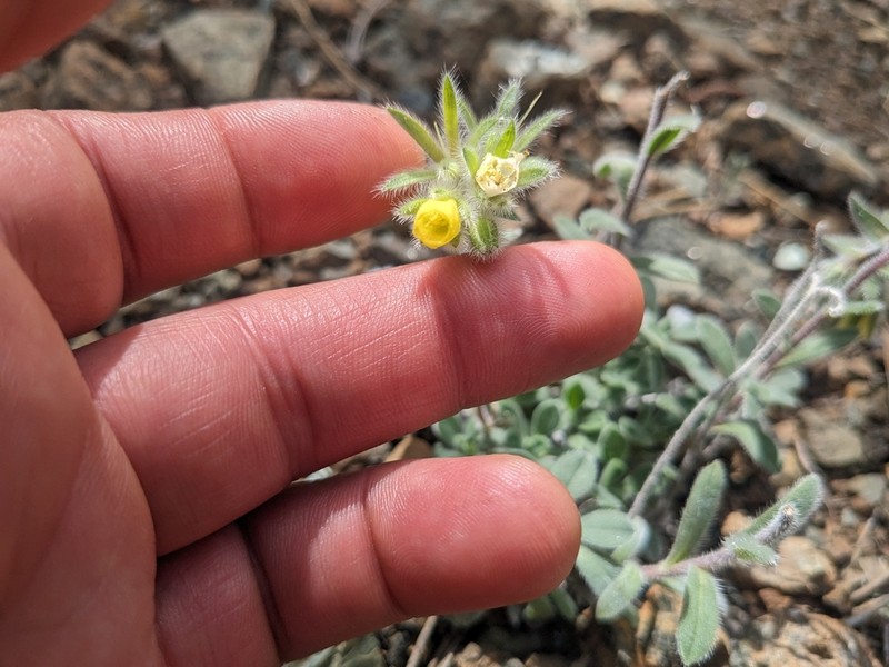 Onosma troodi photo 2