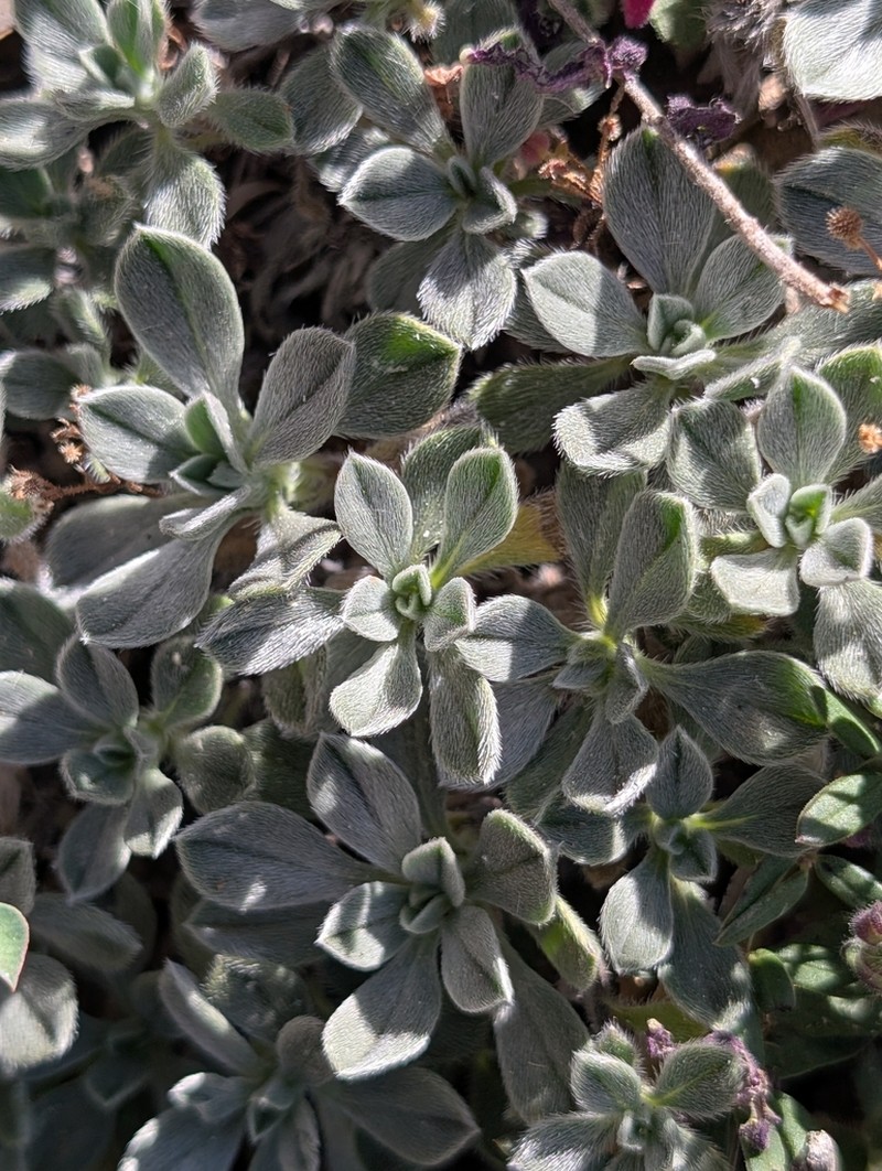 Onosma troodi photo 3
