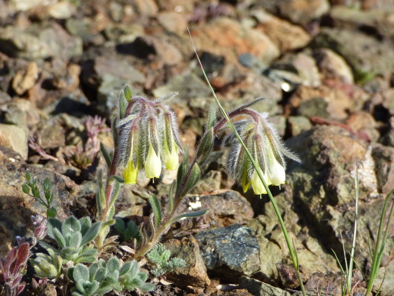 Onosma troodi photo 5