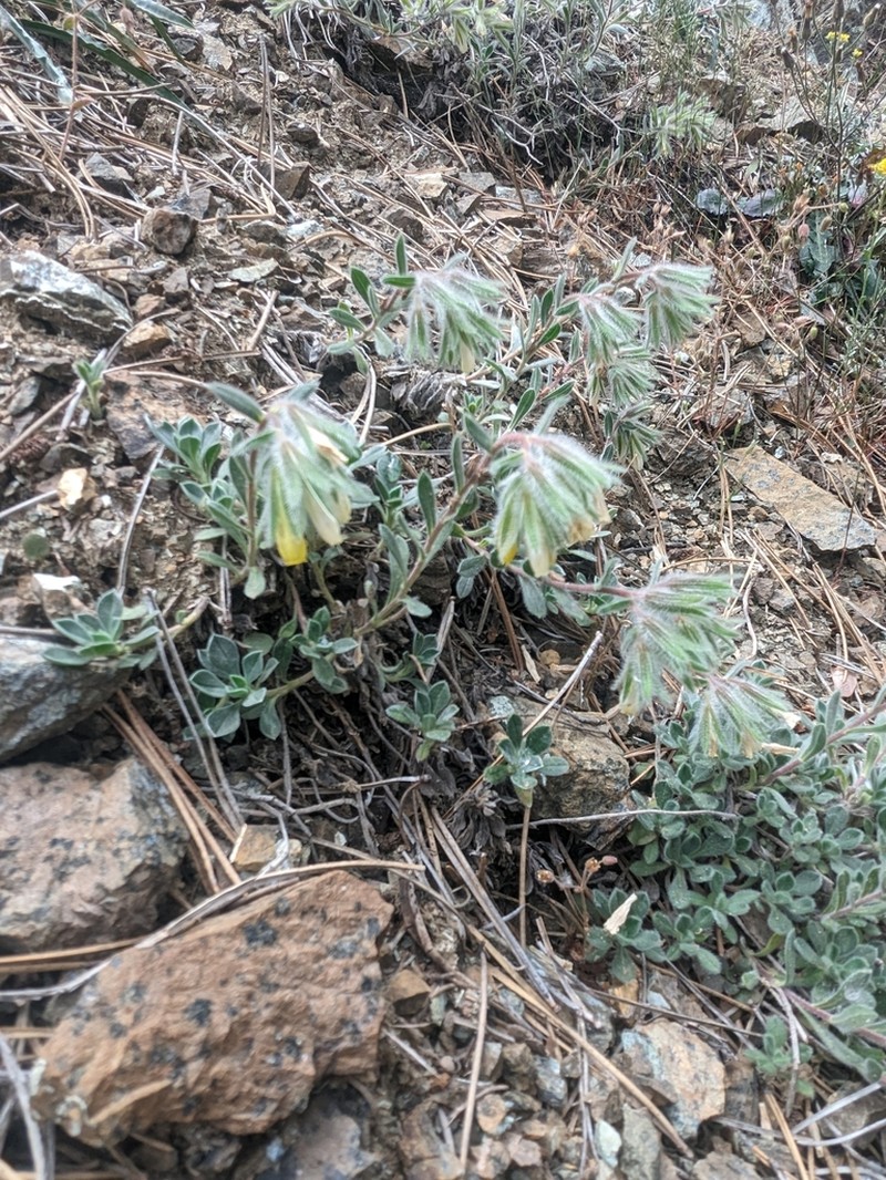 Onosma troodi photo 6