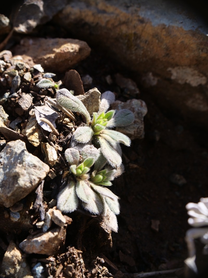 Onosma troodi photo 7