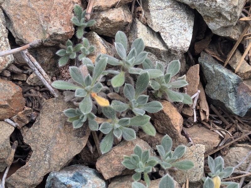Onosma troodi photo 8