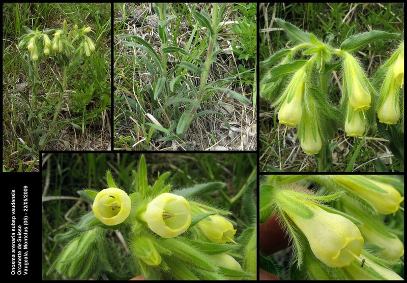 Onosma vaudensis