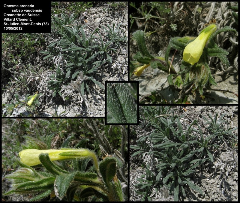 Onosma vaudensis photo 2