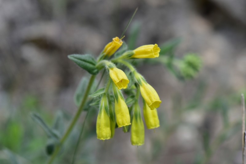 Onosma viridis